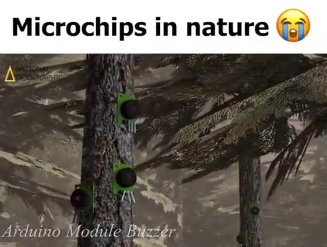 rare video of microchips in nature